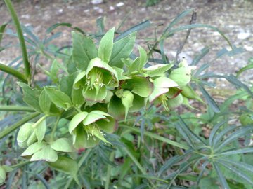 Helleborus foetidus